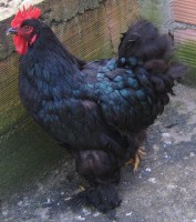 /album/fotos/brahma-black-jpg/